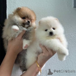 Фото №3. Szczenięta pomeraniana do adopcji..  Польша