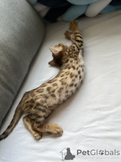 Фото №3. Yaroslav Korzhov. Германия