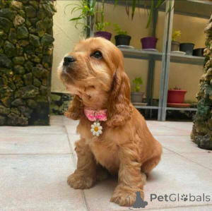 Фото №1. английский спрингер-спаниель - купить в Колоне за договорная. Объявление №154049