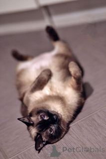 Фото №4. Продам тайскую в Санкт-Петербурге частное объявление - цена Бесплатно