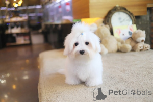 Фото №3. Дом декана Джанет Кей.  США