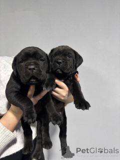 Фото №3. Кане Корсо (самка).  Сербия