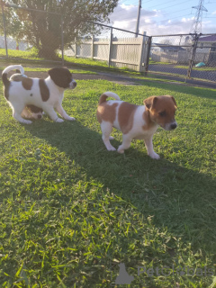 Фото №4. Продажа джек-рассел-терьера в Брегенц заводчик - цена 32468₽