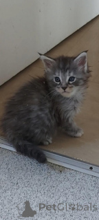 Фото №1. мейн-кун - купить в Нью-Йорке за 44934₽. Объявление №157210