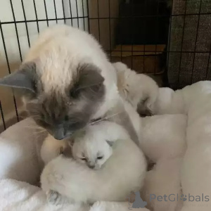 Фото №2 к объявлению №167264 о продаже рэгдолл - купить в Германии частное объявление