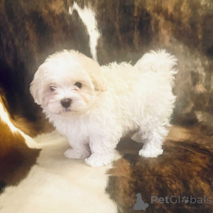 Фото №2 к объявлению №150143 о продаже мальтипу - купить в Германии частное объявление, заводчик