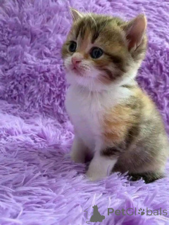 Фото №1.  - купить в Брукс за договорная. Объявление №161692