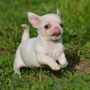 Фото №1. беспородная - купить в Bad Münstereifel за договорная. Объявление №162228