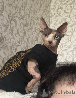 Фото №4. Продам  в Минске частное объявление - цена 4348₽