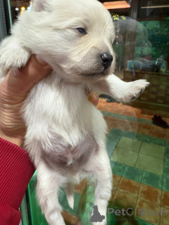 Фото №1. померанский шпиц - купить в Ниже за 74214₽. Объявление №160640