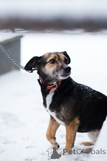 Фото №1. беспородная - купить в Санкт-Петербурге за Бесплатно. Объявление №162858