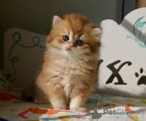 Фото №3. Восточный Куржааркацчен цу Веркауфен. Австрия