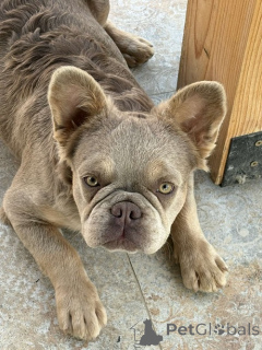 Фото №1. французский бульдог - купить в Белграде за 231918₽. Объявление №154876