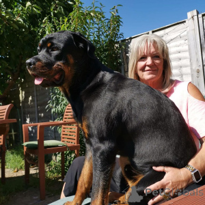 Фото №1.  - купить в Дубровник за договорная. Объявление №163409