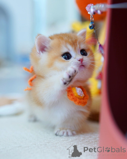 Фото №1. британская короткошёрстная - купить в Брюсселе за договорная. Объявление №165878