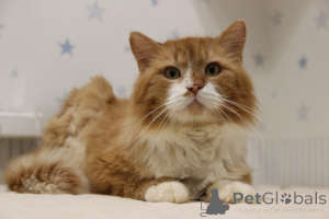 Фото №2 к объявлению №139192 о продаже  - купить в Беларуси из приюта