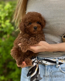Фото №1.  - купить в Vienna за 37107₽. Объявление №140245