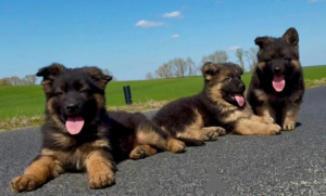 Фото №3. Немецкая овчарка.  Польша