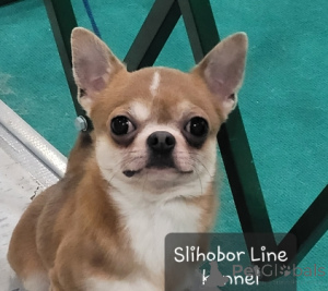 Фото №2 к объявлению №5526 о продаже чихуахуа - купить в России частное объявление, заводчик