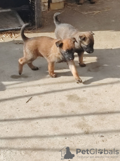 Фото №2 к объявлению №132414 о продаже бельгийскую овчарку - купить в Сербии частное объявление