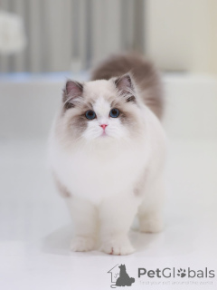 Фото №2 к объявлению №160076 о продаже рэгдолл - купить в Швейцарии частное объявление