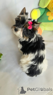 Фото №2 к объявлению №160376 о продаже  - купить в Грузии заводчик