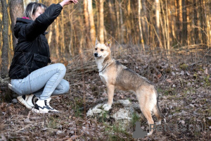 Фото №3. Улыбка на лапках Бетти 1 год, всего 11 кг счастья!.  Россия