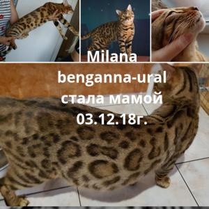 Фото №4. Продам бенгальскую в Оренбурге заводчик - цена 84589руб