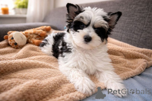 Фото №1. бивер-йоркширский терьер - купить в Oulu за 32468₽. Объявление №167365