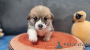 Фото №3. Элитные щенки.  Россия