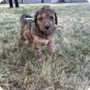 Фото №3. Алда.  США