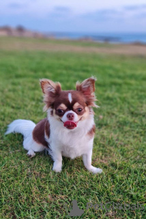 Фото №4. Продажа чихуахуа в Мюнхене частное объявление, заводчик - цена 24351₽