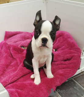 Фото №3. Adorable Boston Terrier Puppies for free adoption.  Германия