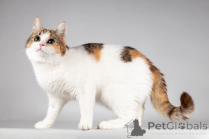 Фото №4. Продам  в Химки из приюта - цена Бесплатно