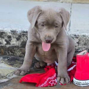 Фото №3. Лабрадор-ретривер Кобель, возраст 7 недель. Готово к 30 марта..  Германия