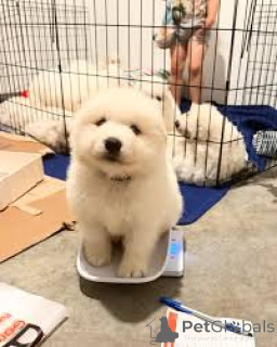 Фото №1. самоедская собака - купить в Брюсселе за 64937₽. Объявление №162606