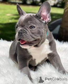 Фото №3. Любовь на первом фырканье! Познакомьтесь с нашими французскими щенками бульдога.  Германия