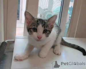 Фото №2 к объявлению №163570 о продаже  - купить в Польше 