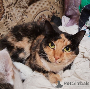 Фото №4. Продам  в Минске из приюта - цена Бесплатно