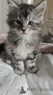 Фото №2 к объявлению №145312 о продаже мейн-кун - купить в Германии частное объявление