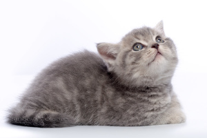 Дополнительные фото: Британские котята - голубой пятнистый мальчик