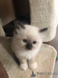 Фото №4. Продам священную бирму в Тампере частное объявление, заводчик - цена 53805₽