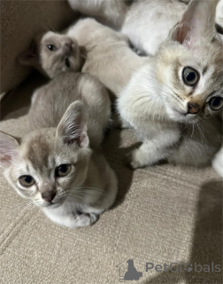 Фото №1. бурмилла короткошёрстная - купить в Аллен за 32468₽. Объявление №151629