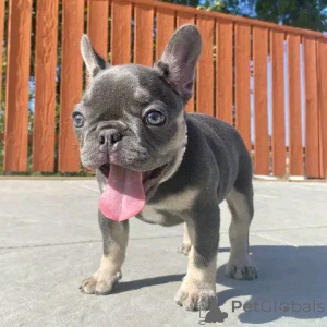 Фото №2 к объявлению №138244 о продаже босерона, французского бульдога - купить в США заводчик