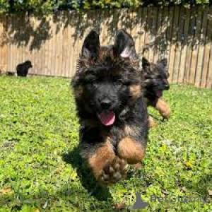 Фото №3. Deutsche Schäferhundwelpen zu verkaufen.  Австрия