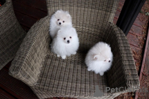 Фото №3. Cute Pomeranian puppies for free adoption.  Германия