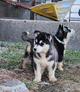 Фото №2 к объявлению №159858 о продаже  - купить в Литве частное объявление