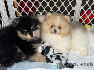 Фото №2 к объявлению №161682 о продаже  - купить в Канаде 