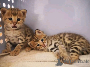 Фото №3. Милые котята саванныБизнес WhatsApp 2295825241. Германия