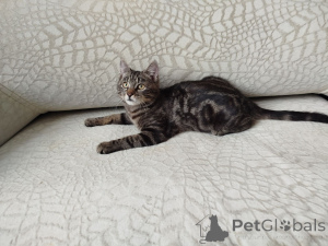 Фото №3. Общительный красавчик Имель. Беларусь